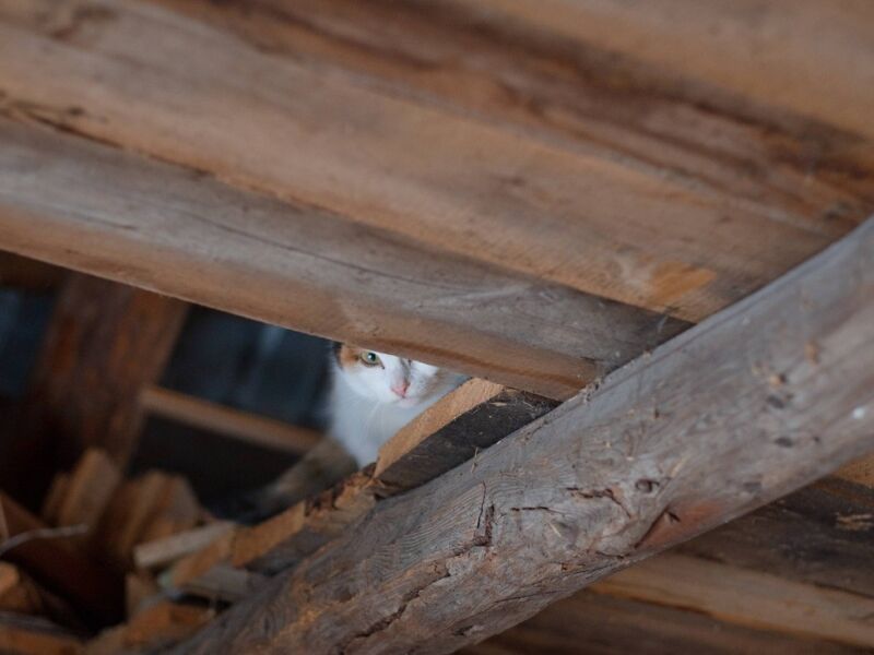 Check Out attic rodent control https://waterdamagerestorationproslasvegas.com/wp-content/uploads/2023/08/attic-repair-attic-renovation-attic-restoration-attic-insulation-services-attic-cleaning-attic-leak-repair-attic-waterproofing-attic-ventilation-attic-mold-removal-attic-rodent-control-attic-structural-repairs-attic-HVAC-repair-attic-repair-0657d0eb.jpg